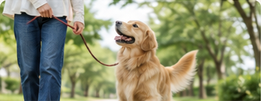 犬と散歩をする通常レッスン