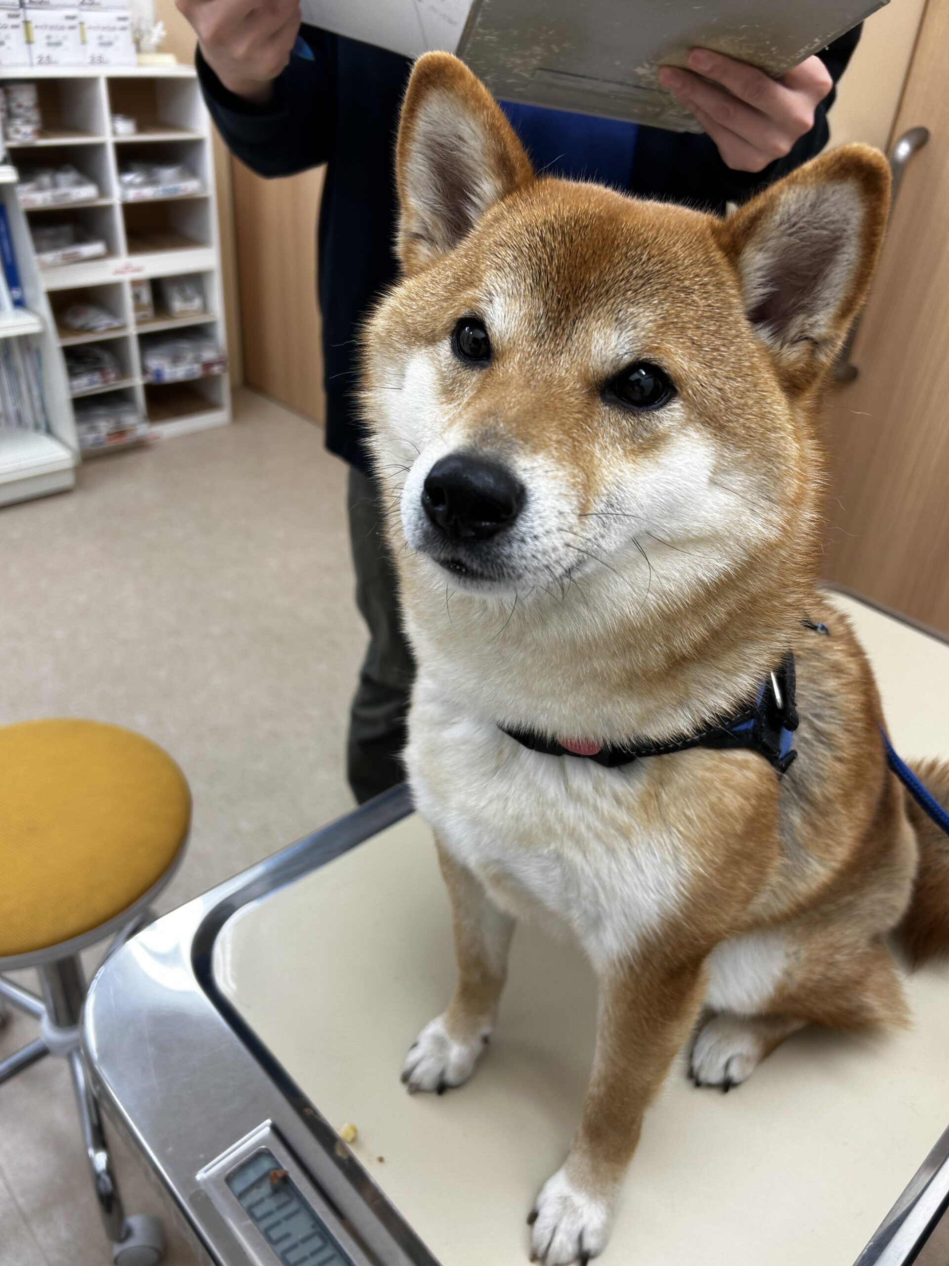 動物病院で診察を受ける犬